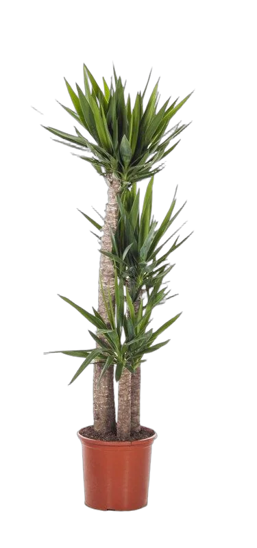 Пальма Юкка- Yucca D20 H120