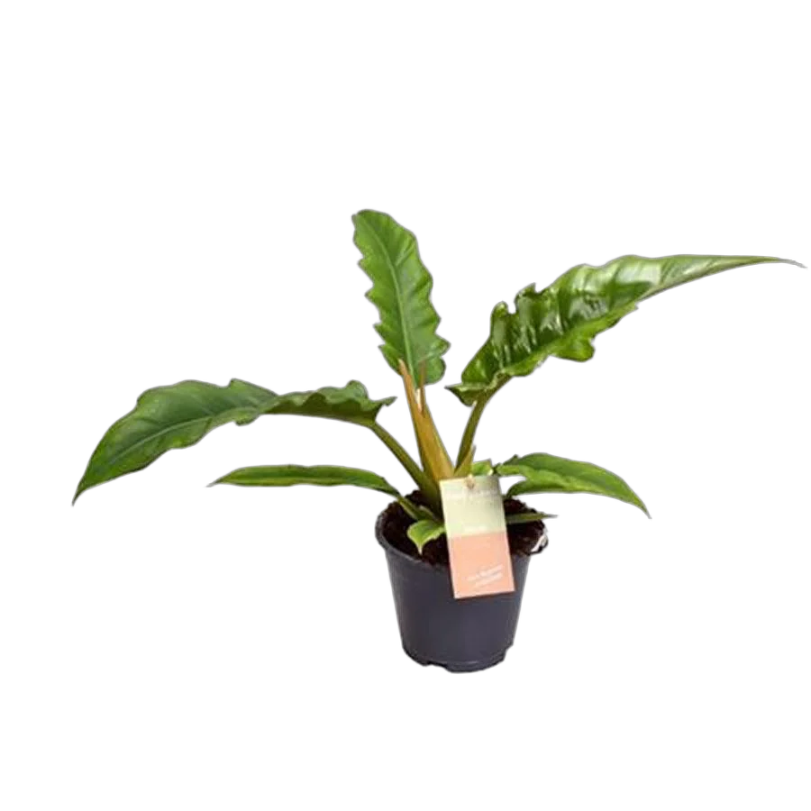 Филодендрон Нарроу Эскейп - Philodendron Narrow Escape Feel Green D14 H35