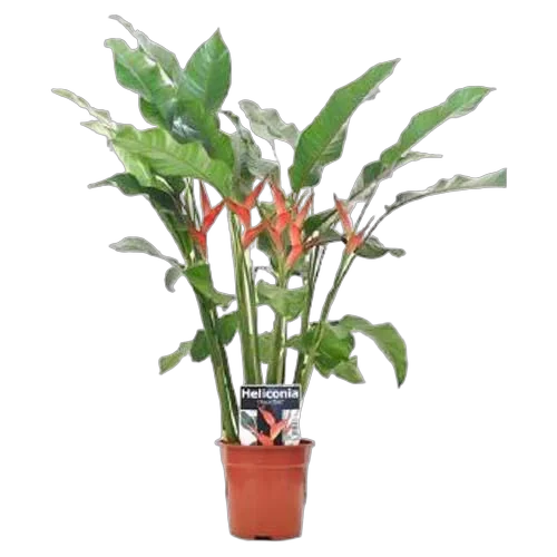 Геликония Флейм - Heliconia flame D19 H130
