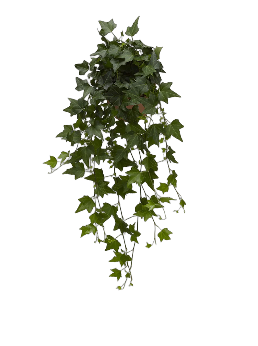 Хедера Хеликс Грин - Hedera helix Green D25 H50