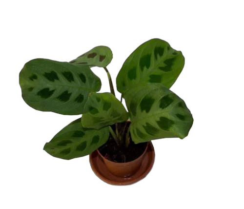 Маранта Керховена - Maranta leuconeura var.Kerchoveana D12 H25