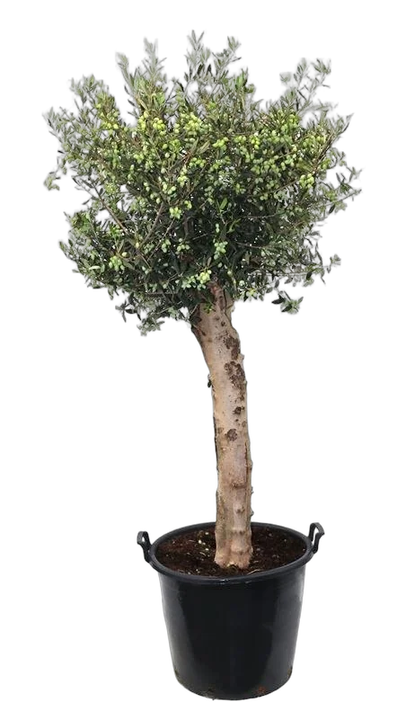Оливковое дерево, маслина европейская - Olea europaea D60 H200
