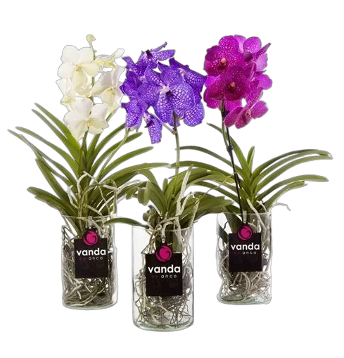 Ванда в стекле Боуз - Vanda Bose D13 H45