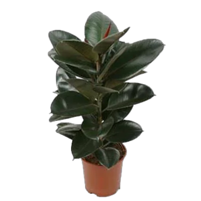 Фикус эластика Робуста - Ficus elastica Robusta D21 H100