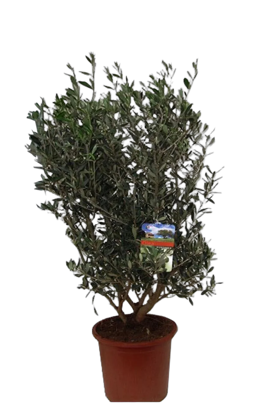 Оливковое дерево КУСТ, маслина европейская - Olea europaea D27 H80