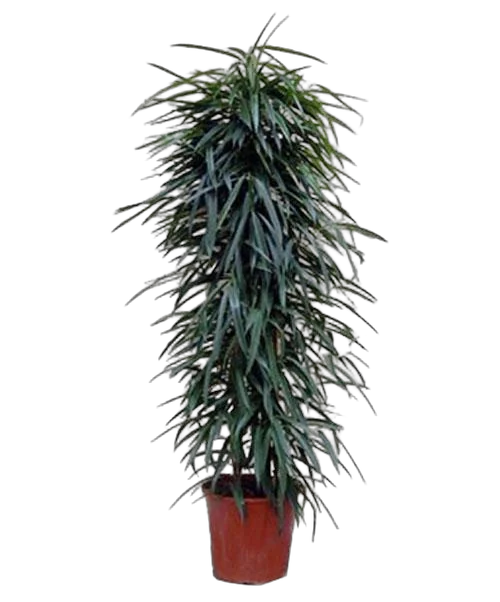 Фикус Биннедика Али - Ficus binnendijkii Alii D35 H200