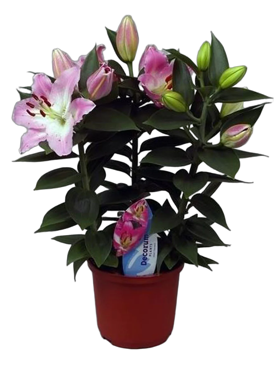 Лилия Восточная  розовая - Lilium Or Souvenir D20 H55