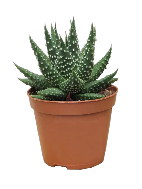 Хавортия жемчугоносная - Haworthia margaritifera D5 H10