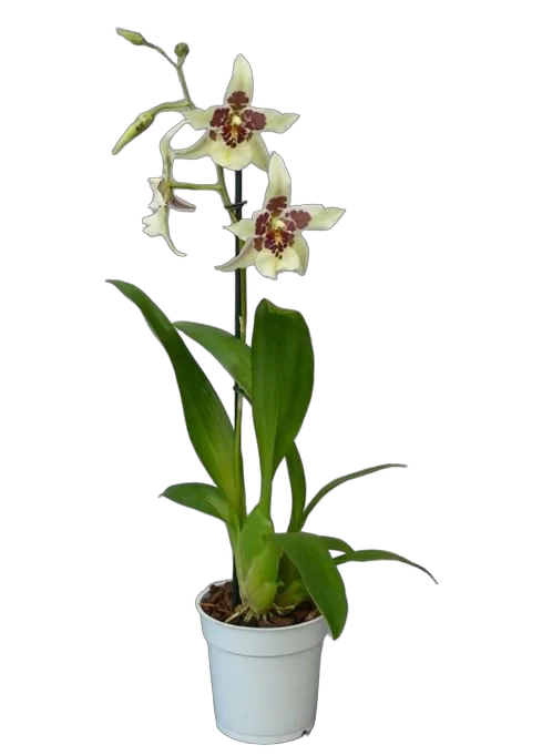 Беаллара - Beallara Tahoma Glacier Green 1 цветонос D12 H66