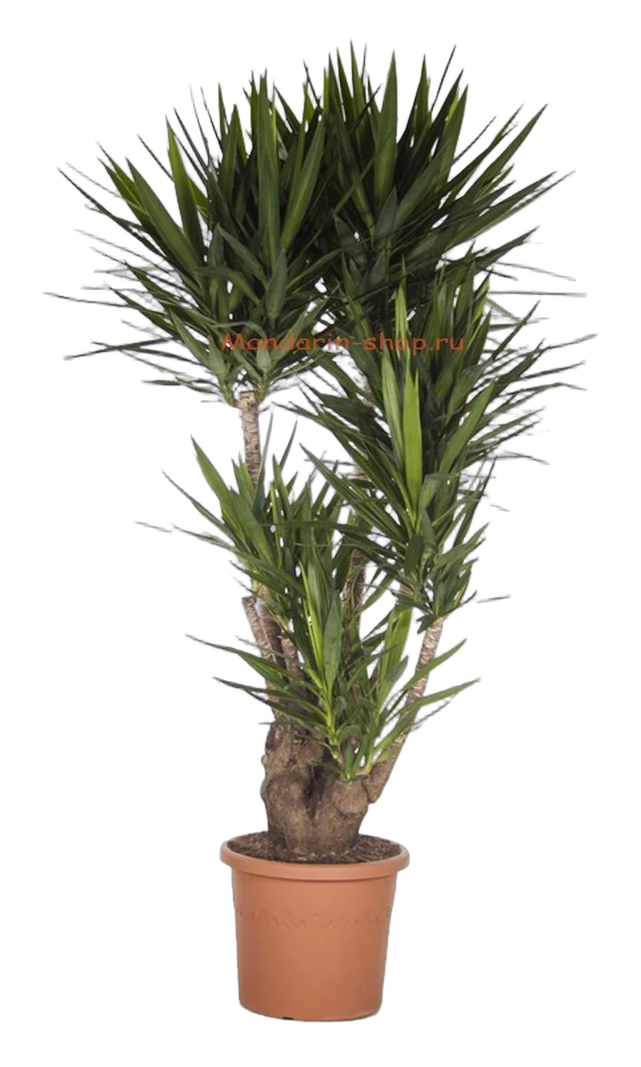 Пальма Юкка - Yucca Branched D42 H180