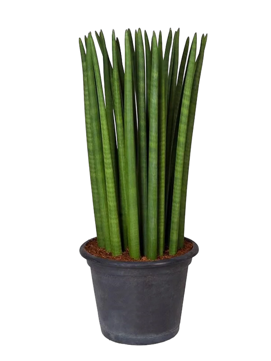 Сансевиерия цилиндрическая - Sansevieria cylindrica longtail D25 H100
