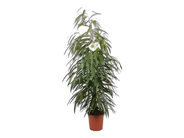 Фикус Биннедика Али - Ficus binnendijkii Alii D21 H110