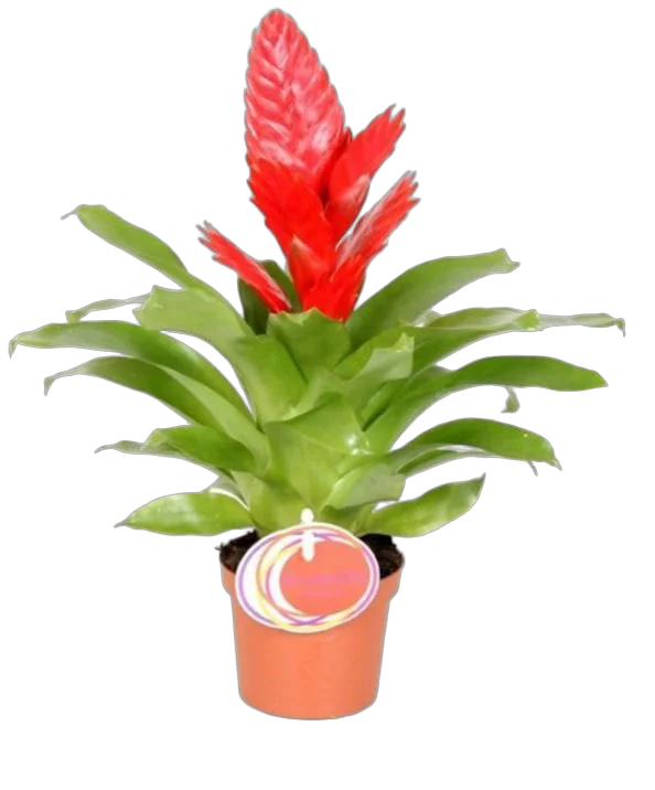 Фризея Kallist красная - Vriesea Kallisto D9 H35