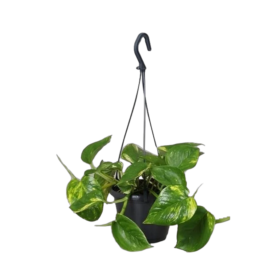 Эпипремнум перистый (золотистый) - Epipremnum Pinnatum Aureum (hang) D12 H20