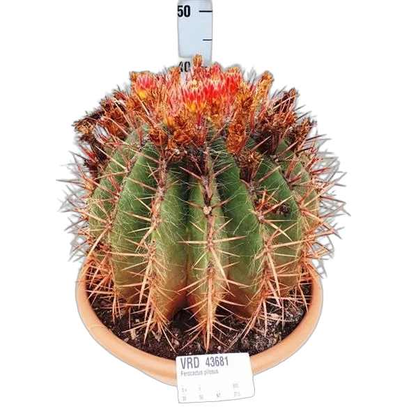 Ферокактус волосистый — Ferocactus pilosus D30 H40