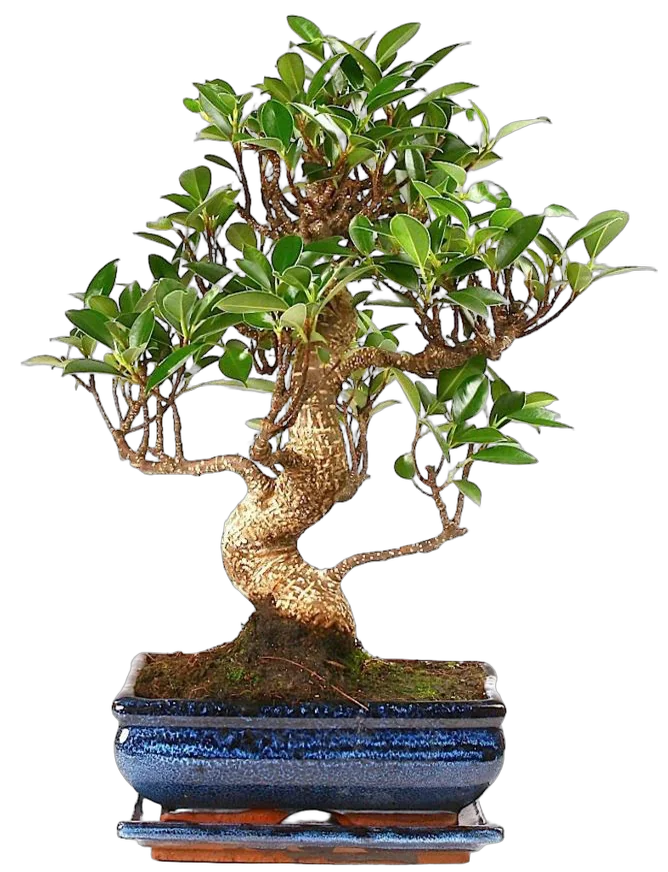Бонсай Фикус Ретуза - Bonsai Ficus retusa D20 H35