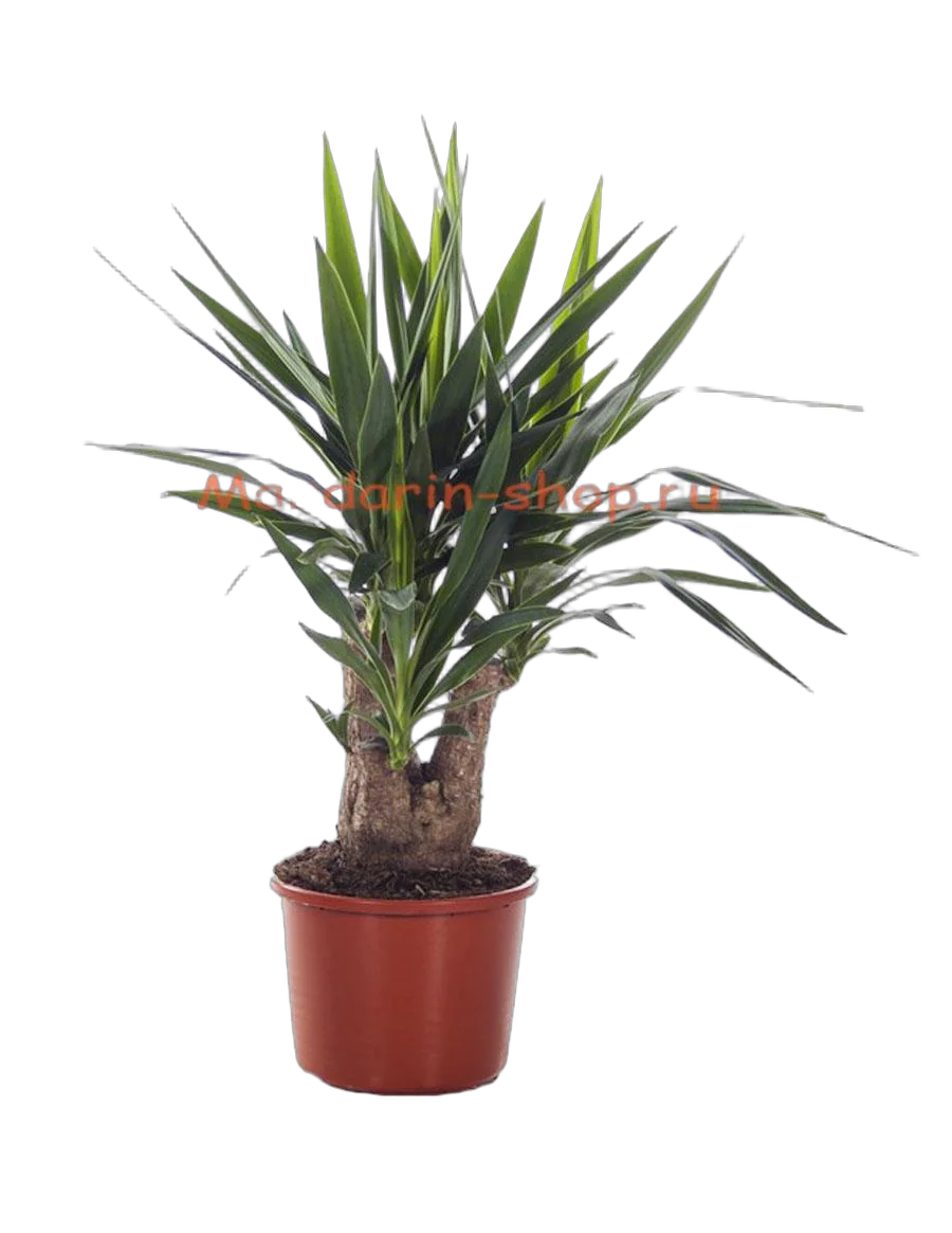 Пальма Юкка - Yucca Branched D27 H80
