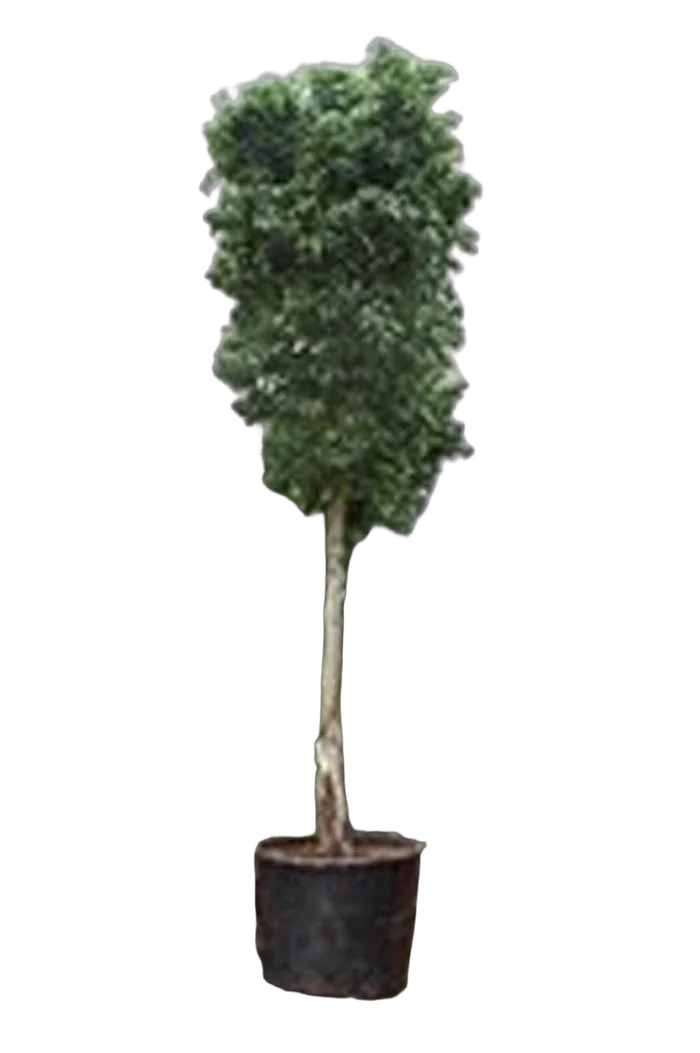 Фикус Бенджамина Экзотика штамб - Ficus benjamina Exotica D70 H420
