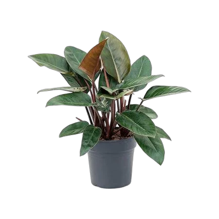 Филодендрон Селло - Philodendron Sellooum Bush D27 H65