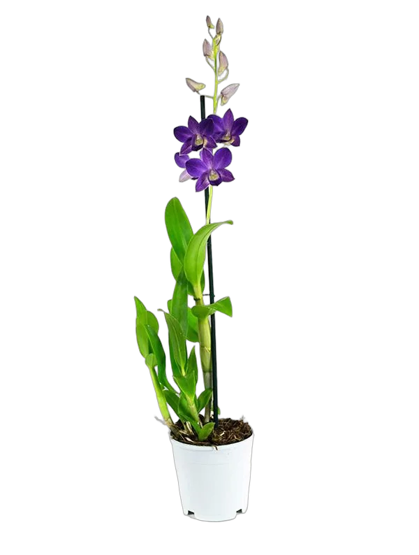 Дендробиум фаленопсис 'Sa-Nook' - Dendrobium phalaenopsis D12 H40
