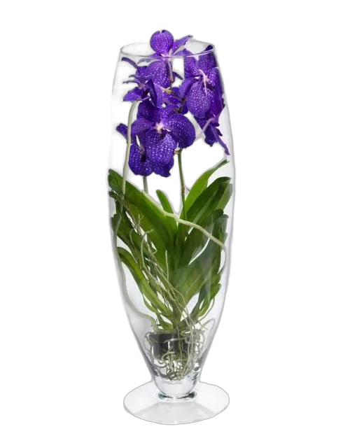 Ванда в вазе Шампань - Vanda Champagne D19 H65