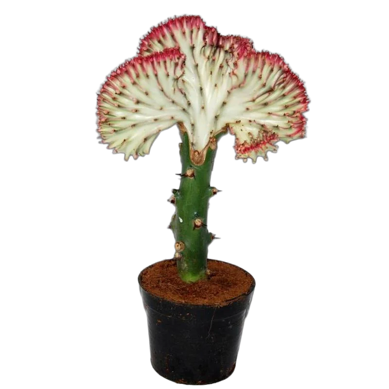 Эуфорбия лактея кристата - Euphorbia lactea forma cristata D10 H25