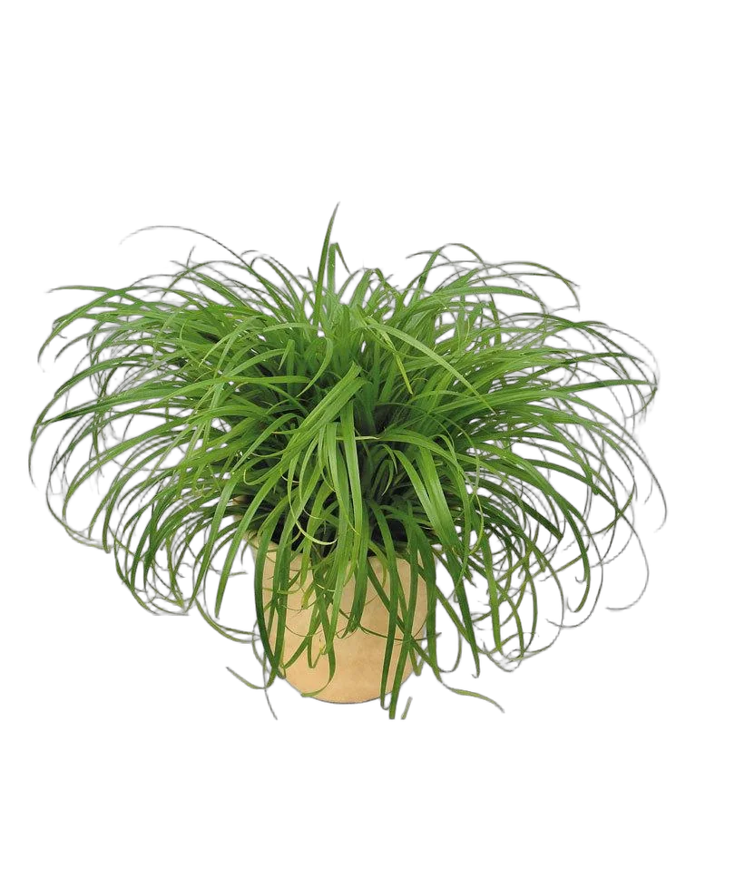 Циперус - Cyperus Zumula D12 H25