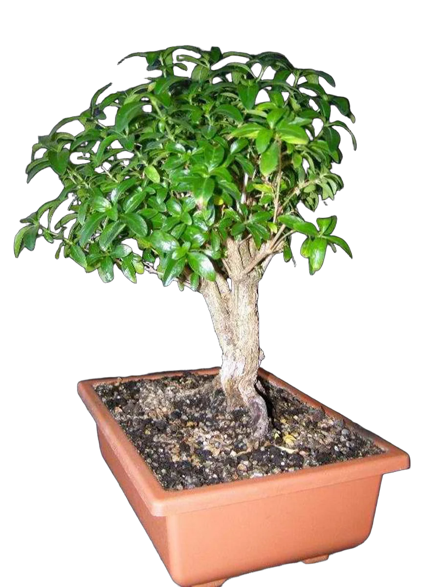 Бонсай Серисса D12 H17