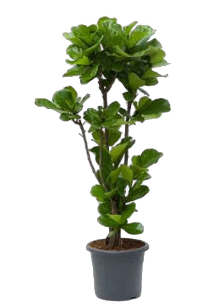 Фикус Лировидный (Лирата) - Ficus lyrata  D35 H180