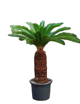 Пальма Цикас революта – Cycas revoluta D48 H150