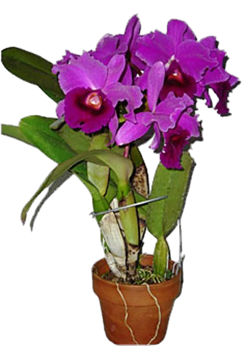 Каттлея - Cattleya D12 H35