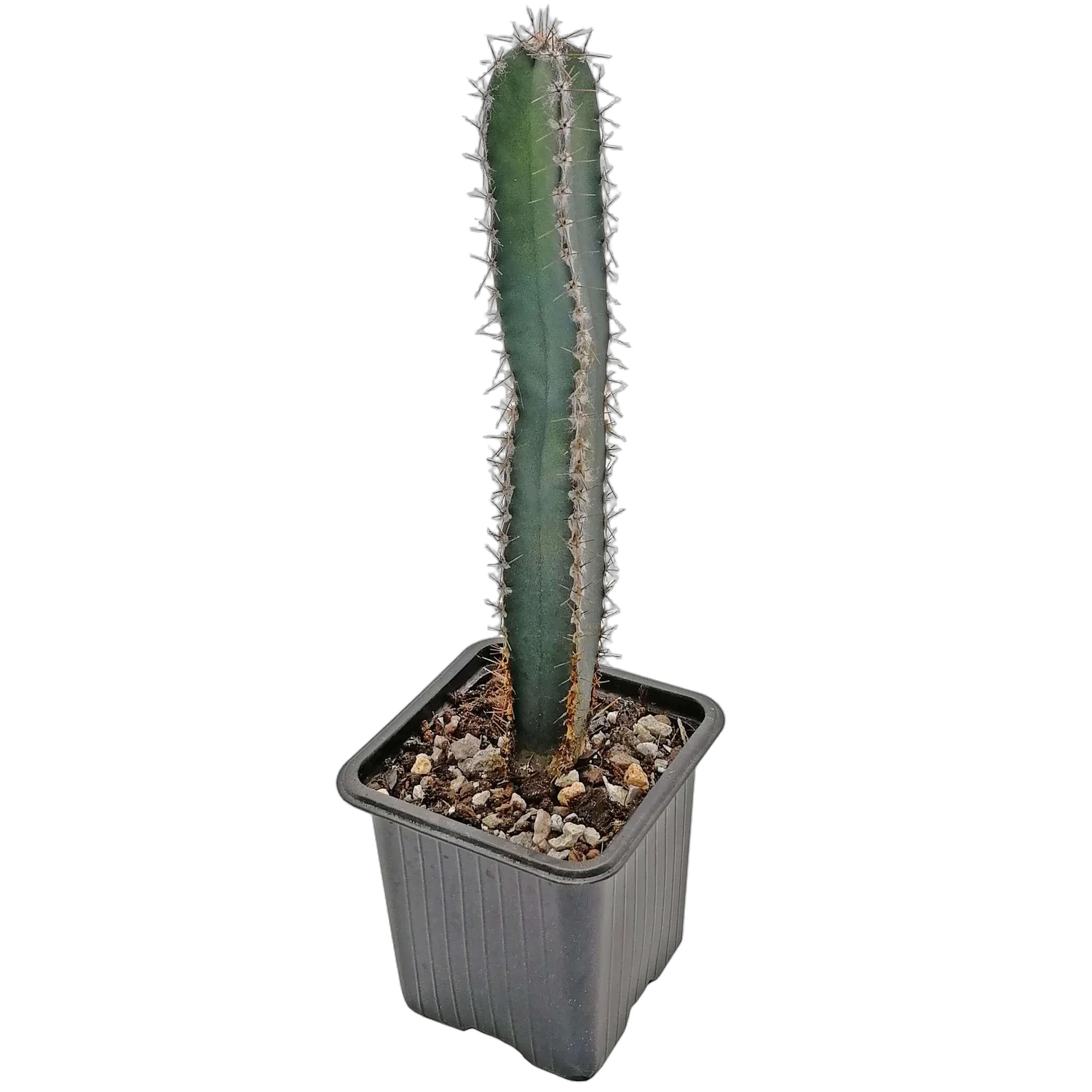 Цереус Сильный, или валидус - Cereus validus D21 H80