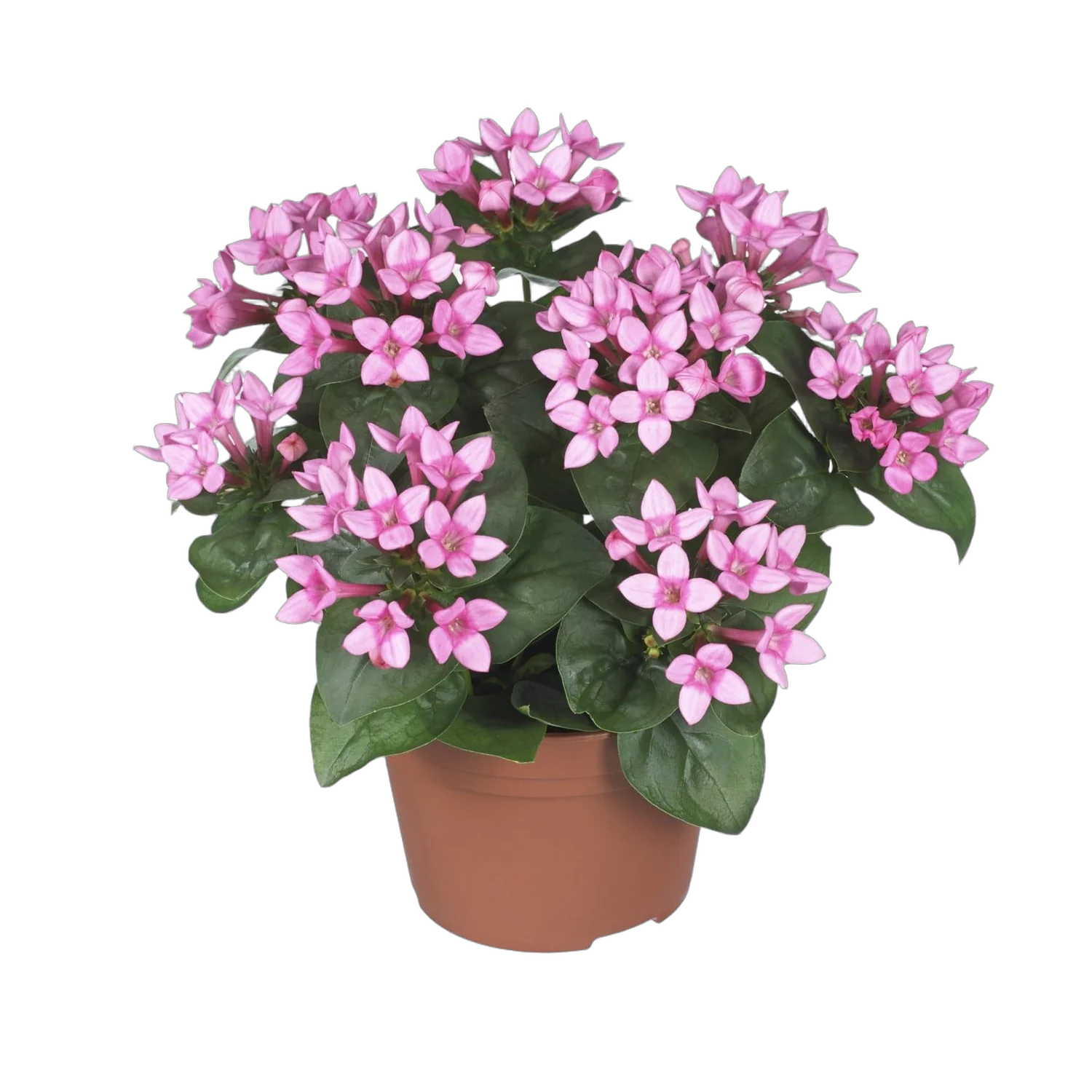 Бувардия - Bouvardia D12 H20