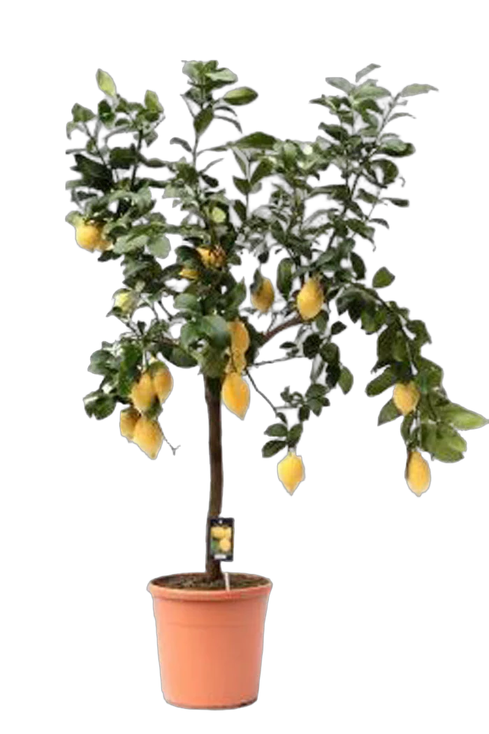 Лимонное дерево - Citrus limon D46 H160