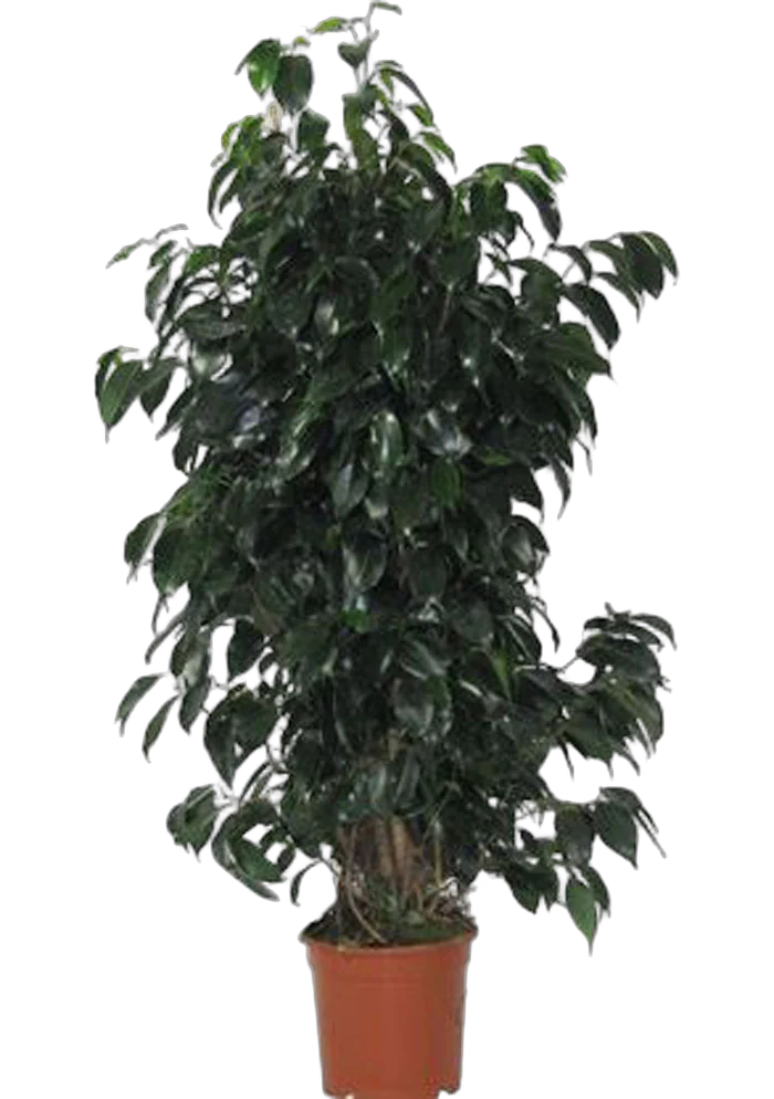 Фикус Бенджамина Даниэль - Ficus benjamina Danielle D31 H180