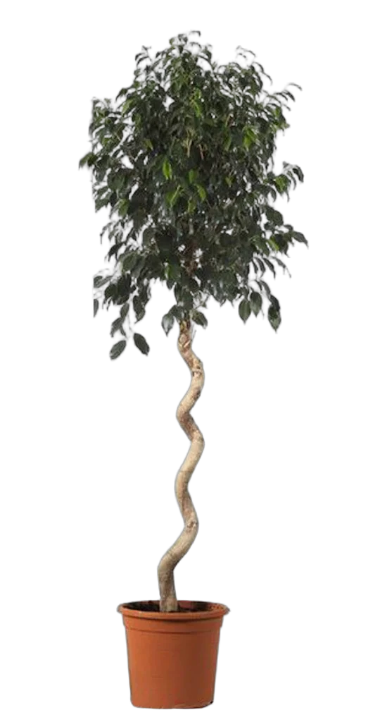 Фикус Бенджамина Даниэль - Ficus benjamina Danielle D40 H170