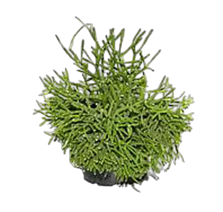 Хатиора саликорниевидная - Hatiora salicornioides D14 H20