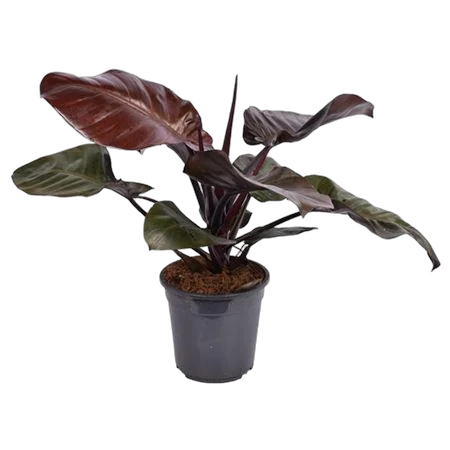 Филодендрон Блэк кардинал - Philodendron Black Cardinal D21 H75