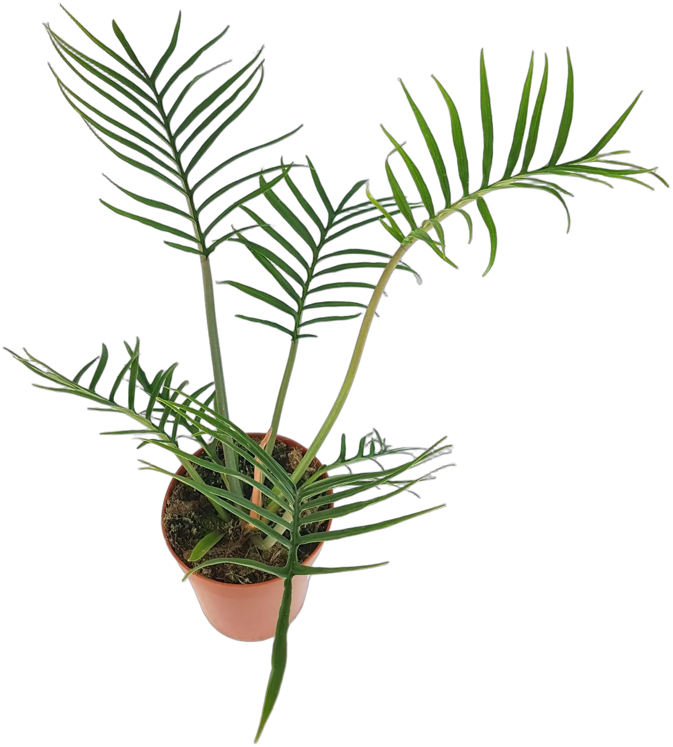 Филодендрон Тортум - Philodendron Tortum D19 H40