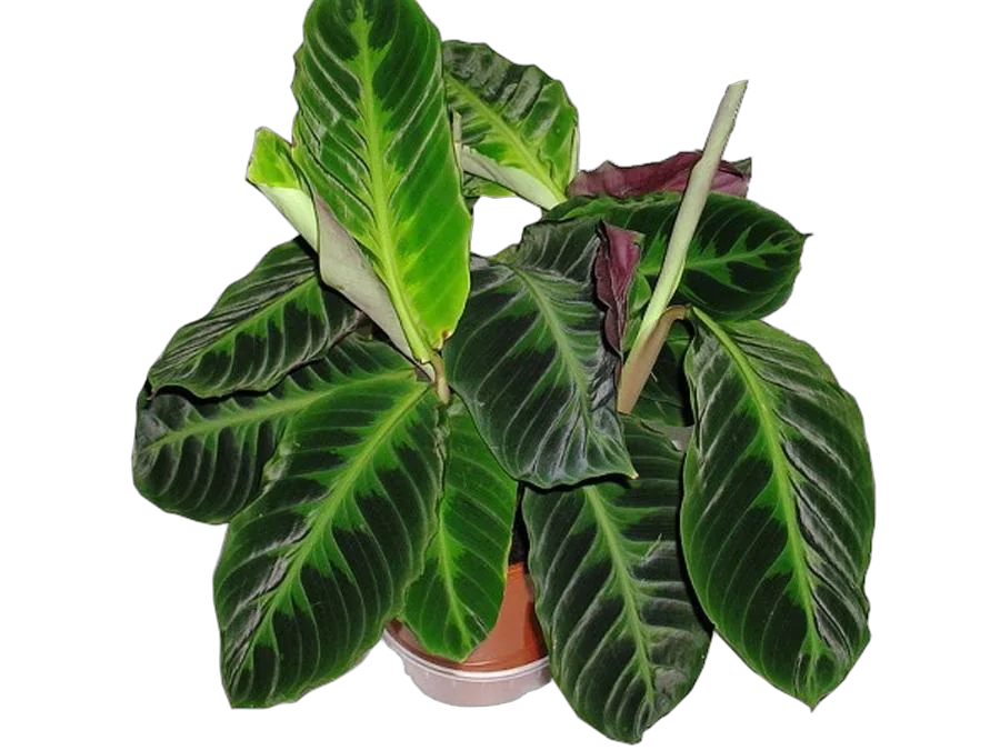 Калатея Вича - Calathea veitchiana D12 H30