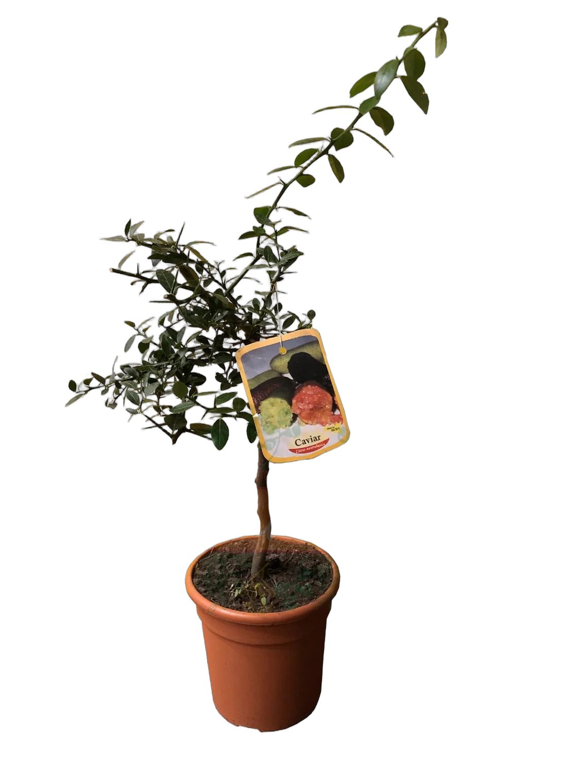 Цитрус ЭРЕМООРАНЖ - Сitrus Sinensis Eremorange D21 H80