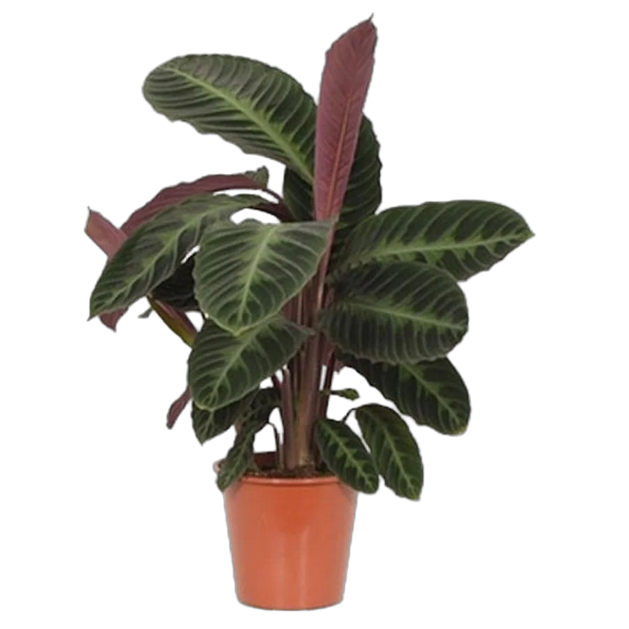 Калатея Варшевича - Calathea warscewiczii D15 H60