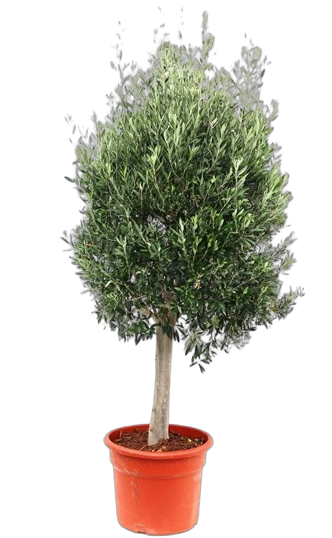 Оливковое дерево, маслина европейская - Olea europaea D50 H200