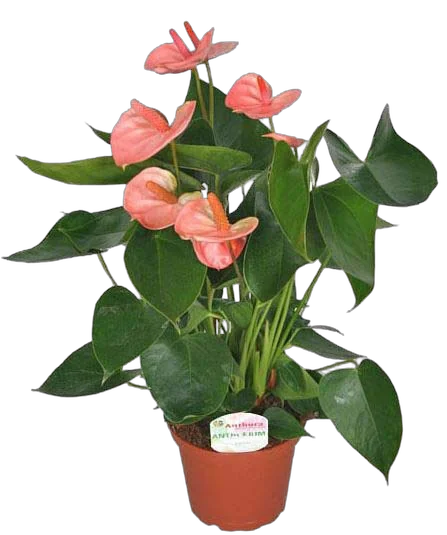 Антуриум Андреанум Аркад - Anthurium Arcade розовый D12 H35