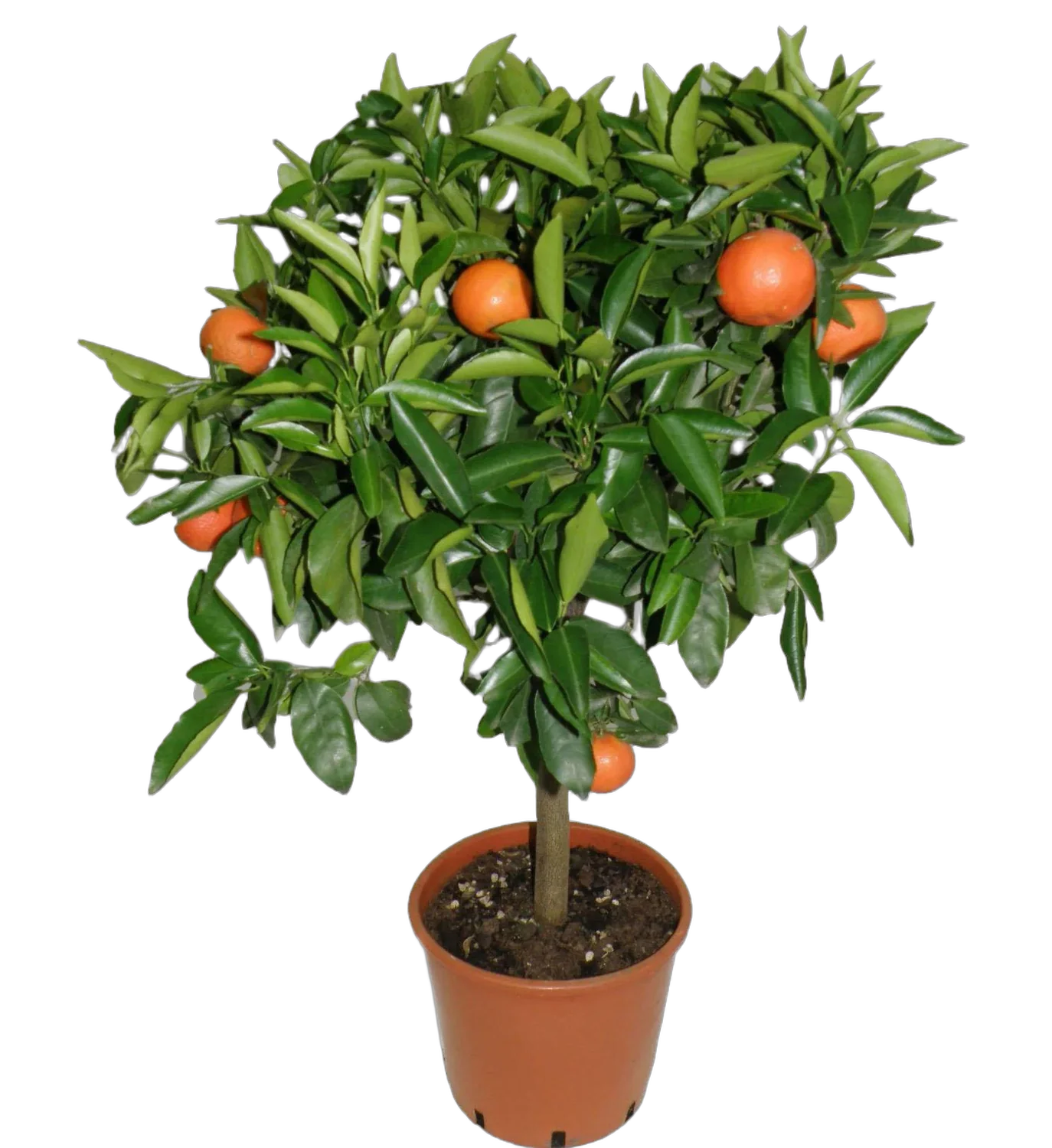 Клементин Беллезза - C. clementina Bellezza D21 H60