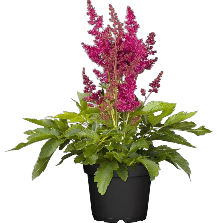 Астильба Г. Арендса Майти Шоколад Черри - Mighty Сhocolade Сherry D14 H40