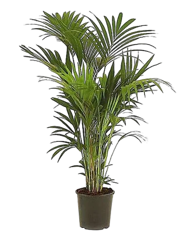 Пальма Ховея Форстера - Howea Forsteriana D30 H180