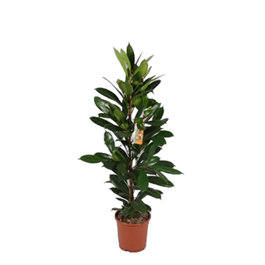 Фикус Циатистипула - Ficus Cyatistipula Zuil D14 H40