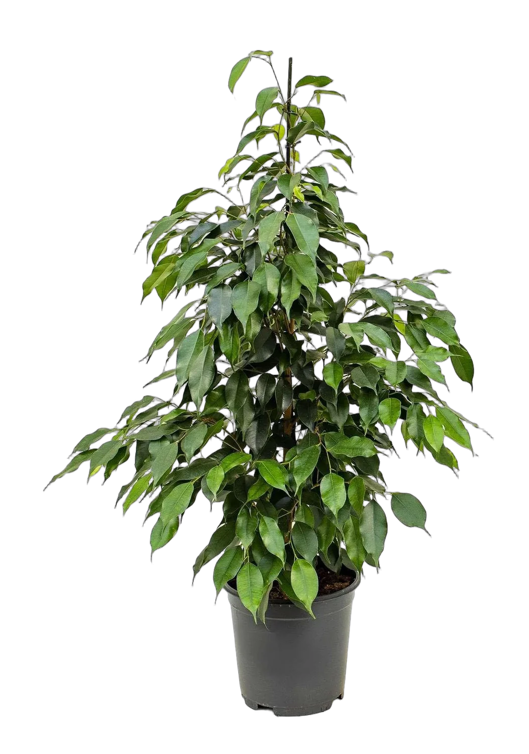 Фикус Бенджамина Экзотика - Ficus benjamina Exotica D21 H80