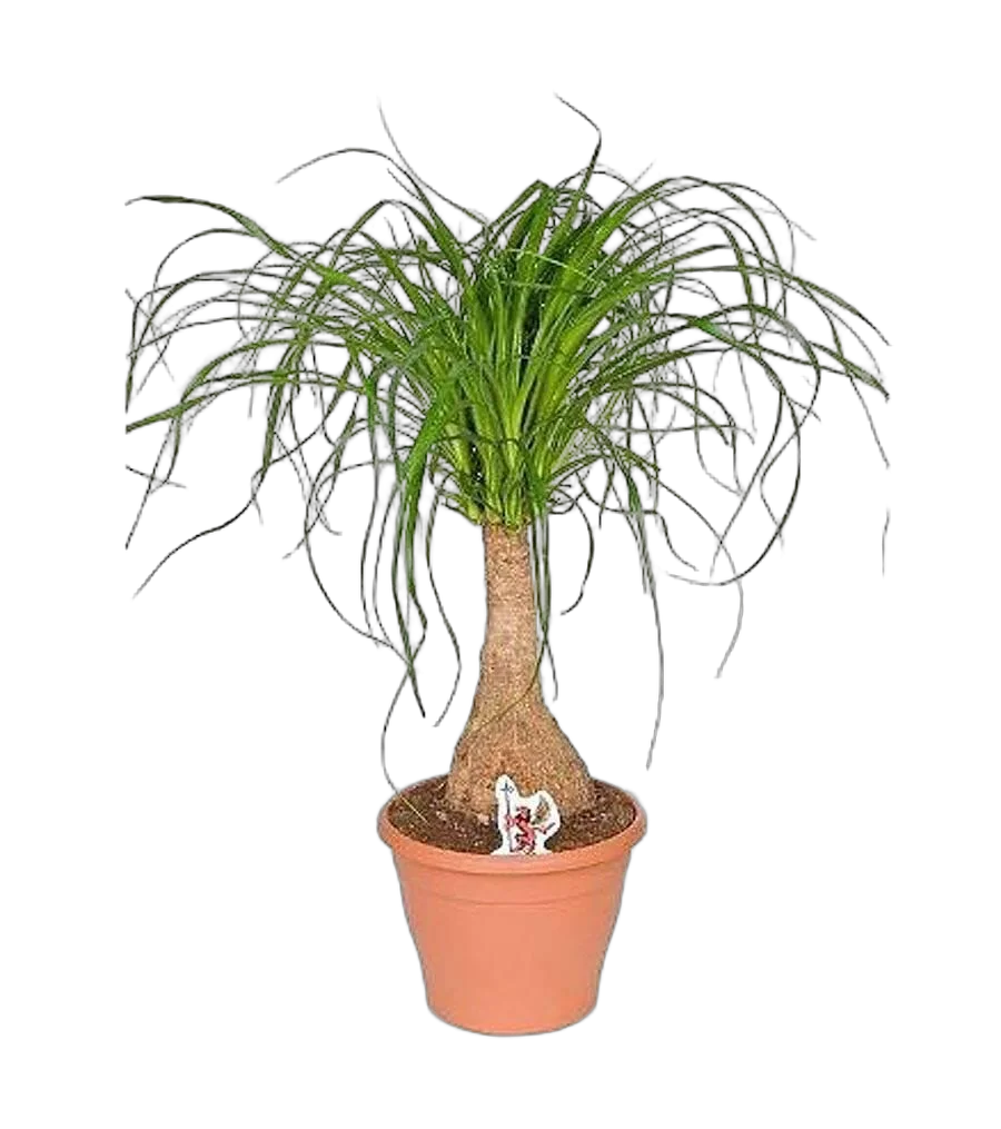 Пальма Нолина бутылочная пальма D15 H45